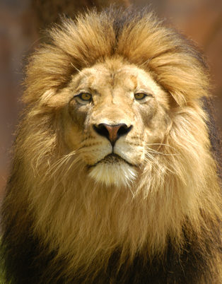 LOOSE FIT CONSECRATED LION SOCKS image 1